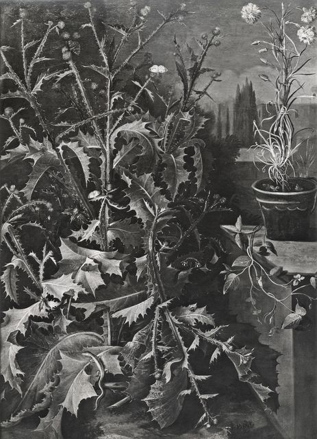 Anonimo — Marseus van Schrieck Otto - sec. XVII - Sottobosco con piante e fiori — insieme